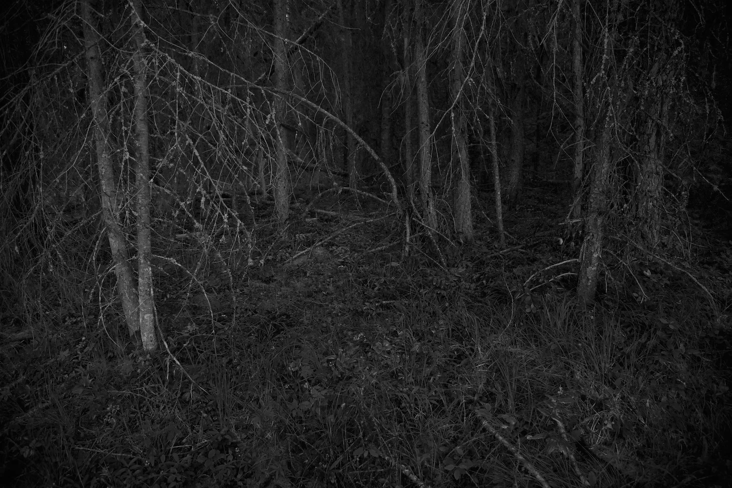 THE FOREST — KEN ROSENTHAL